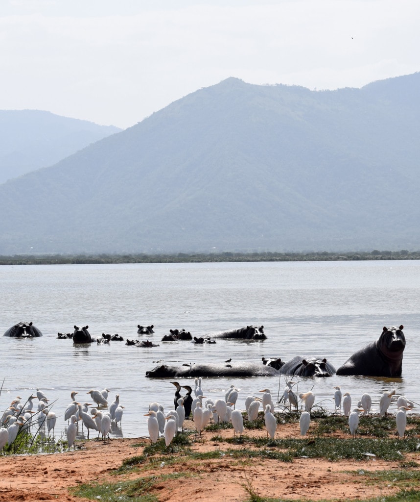 Gruppenreisen in Kenia Highlight Lake Naivasha