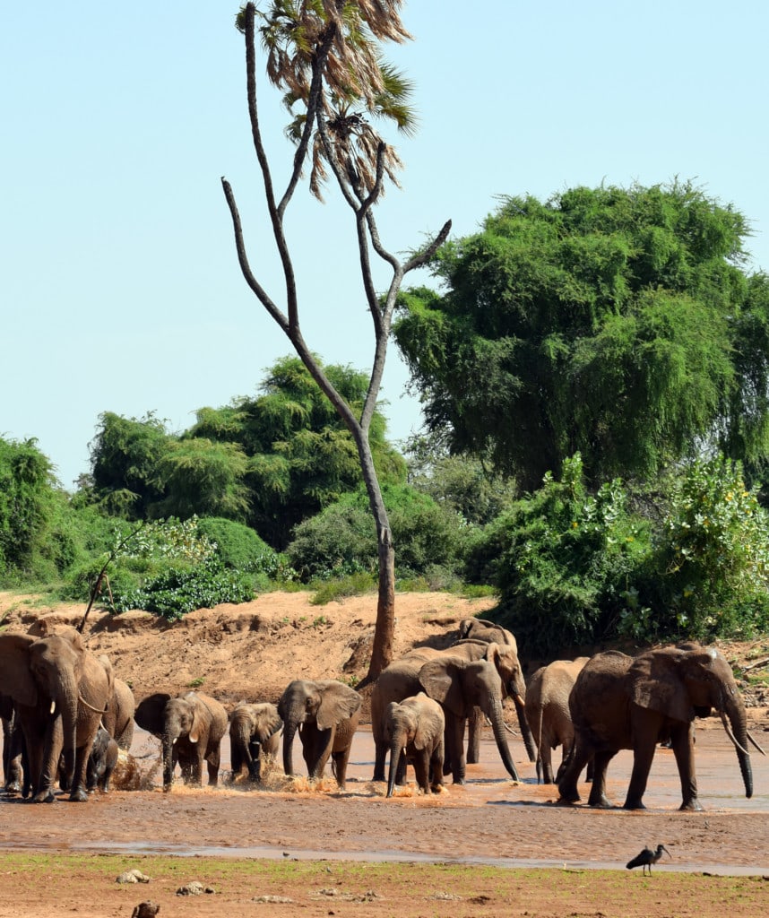 Gruppenreisen in Kenia Highlight Samburu Nature Reserve