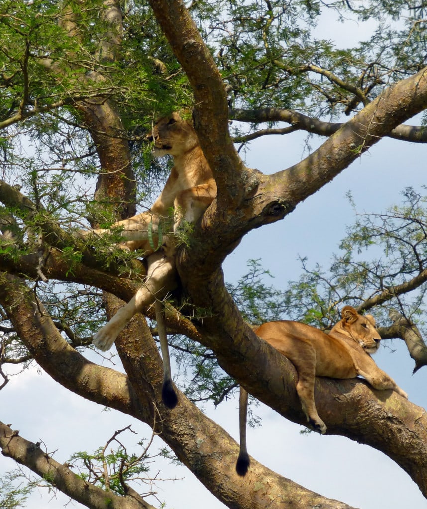 Gruppenreisen in Uganda Highlight Queen Elizabeth Nationalpark