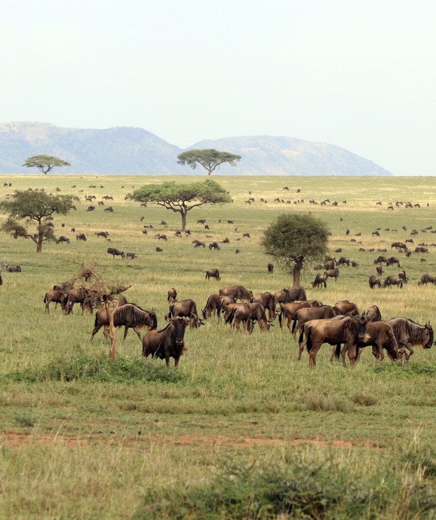 Gruppenreisen in Tansania in den Serengeti Nationalpark