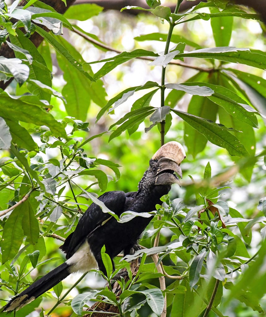 Ein Highlight auf Rundreisen und Gruppenreisen in Tansania ist der Lake Manyara Nationalpark