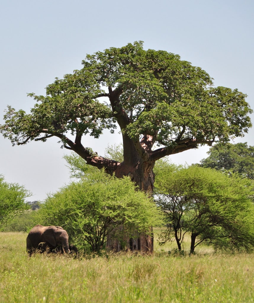 Ein Highlight auf Gruppenreisen und Rundreisen in Tansania ist der Tarangire Nationalpark