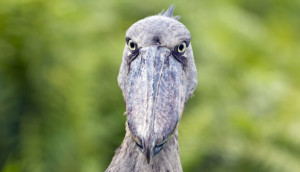 Reiseziele Gruppenreisen in Uganda