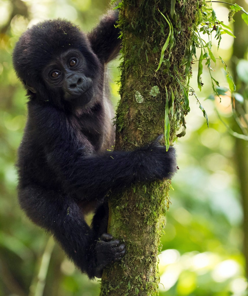 Gruppenreisen in Uganda Highlight Bwindi Impenetrable Forest