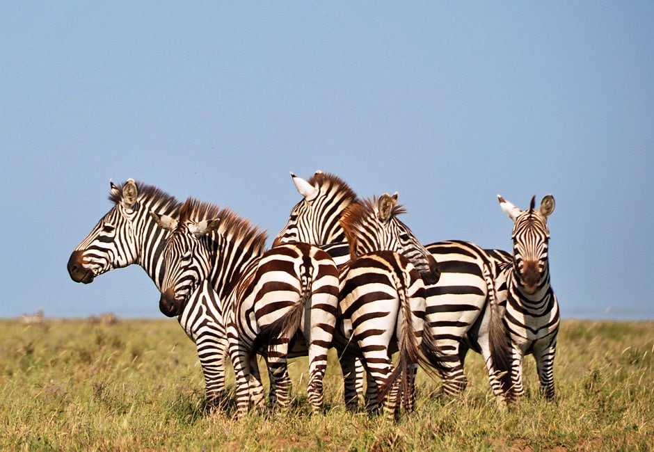 7 Tage Tansania Safari