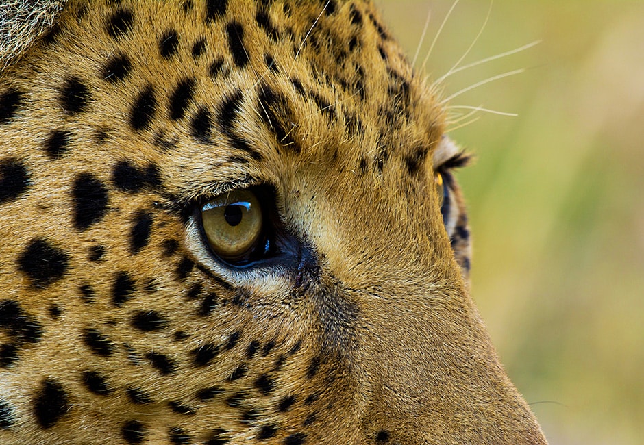 Botswana Safari Deutschsprachig