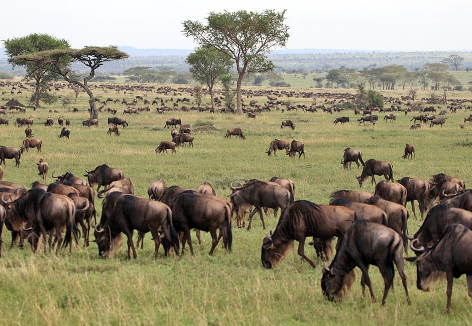 Die Große Wanderung der Gnus und Zebras auf Serengeti Masai Mara Ngorongoro Safari in Tansania und Kenia