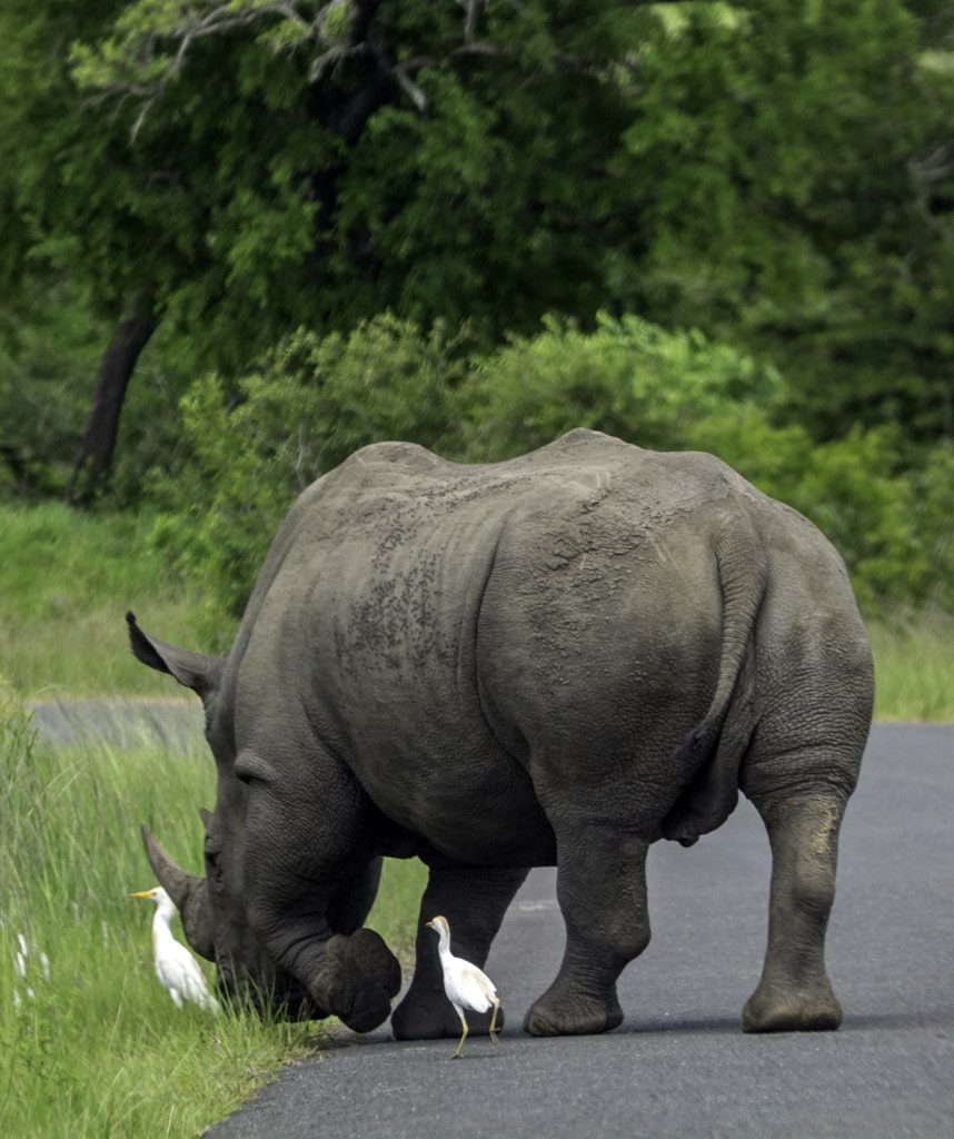 Nashorn im Hluhluwe-iMfolozi Park auf Gruppenreise in Südafrika