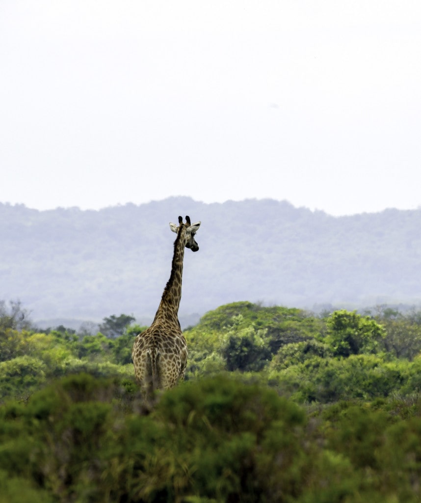 iSimangaliso Wetland Park eine Sehenswürdigkeit auf Rundreisen durch Südafrika