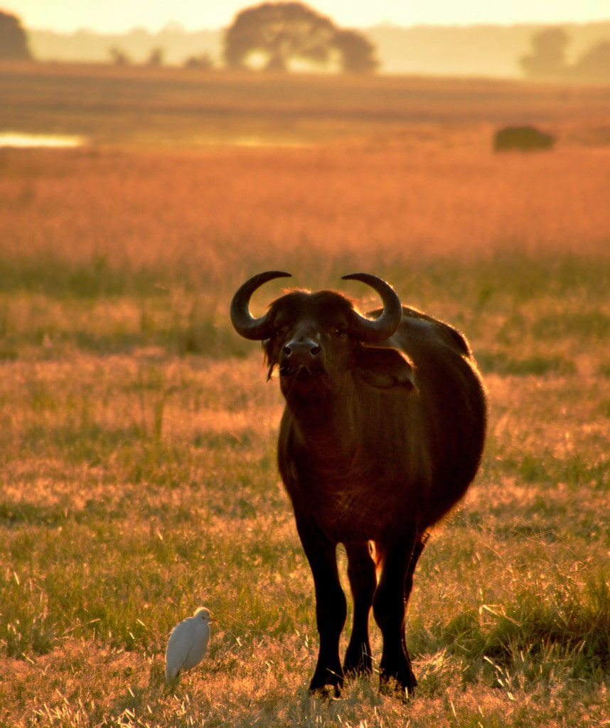 Gruppenreisen in Sambia Highlight Kafue Nationalpark