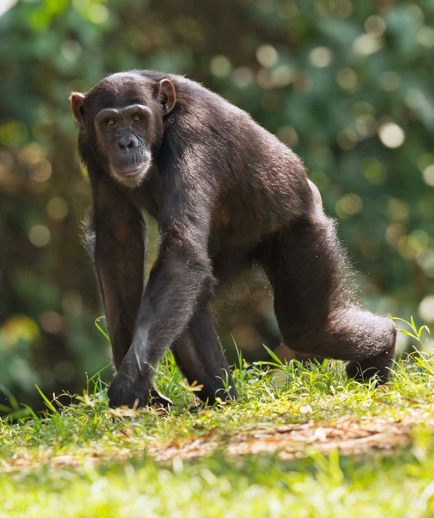 Gruppenreisen in Uganda Highlight Kibale Nationalpark