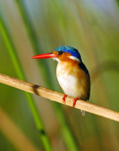 Botswana Safari Okavango Delta & Chobe