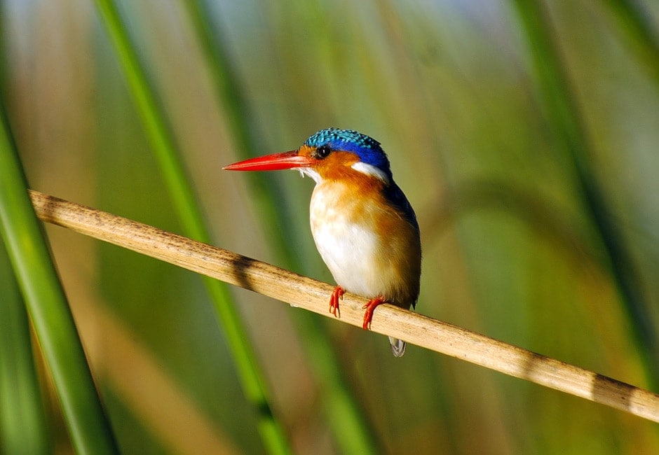Botswana Safari Okavango Delta & Chobe