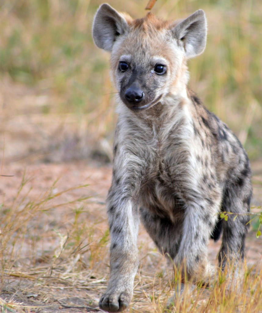 Gruppenreise Südafrika Hyäne im Krüger Nationalpark