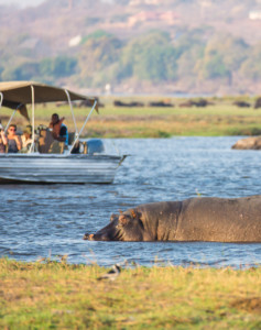 Kurzsafari Botswana Chobe