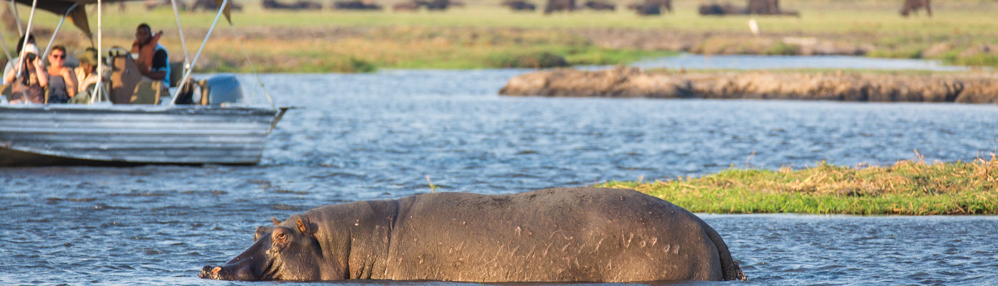 Kurzsafari Botswana Chobe