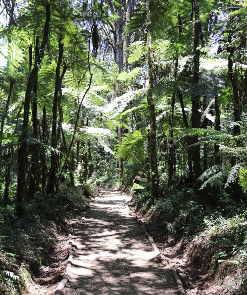 Kilimanjaro Besteigung Lemosho Route
