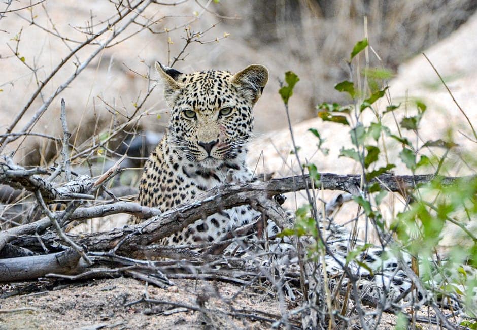 Leopard 3 Wochen Selbstfahrerreise Suedafrika
