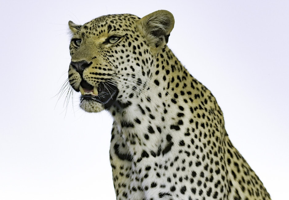 Leopard Selbstfahrertours Suedafrika