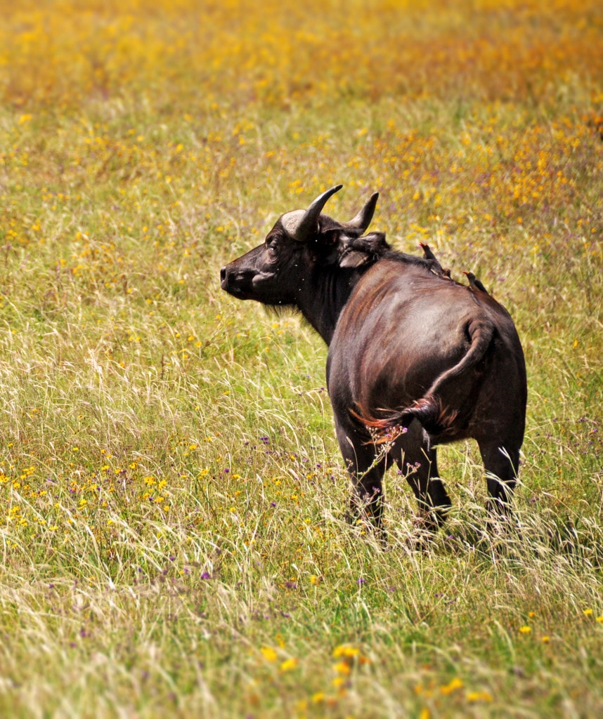 Mana Pools Nationalpark Simbabwe Reisen