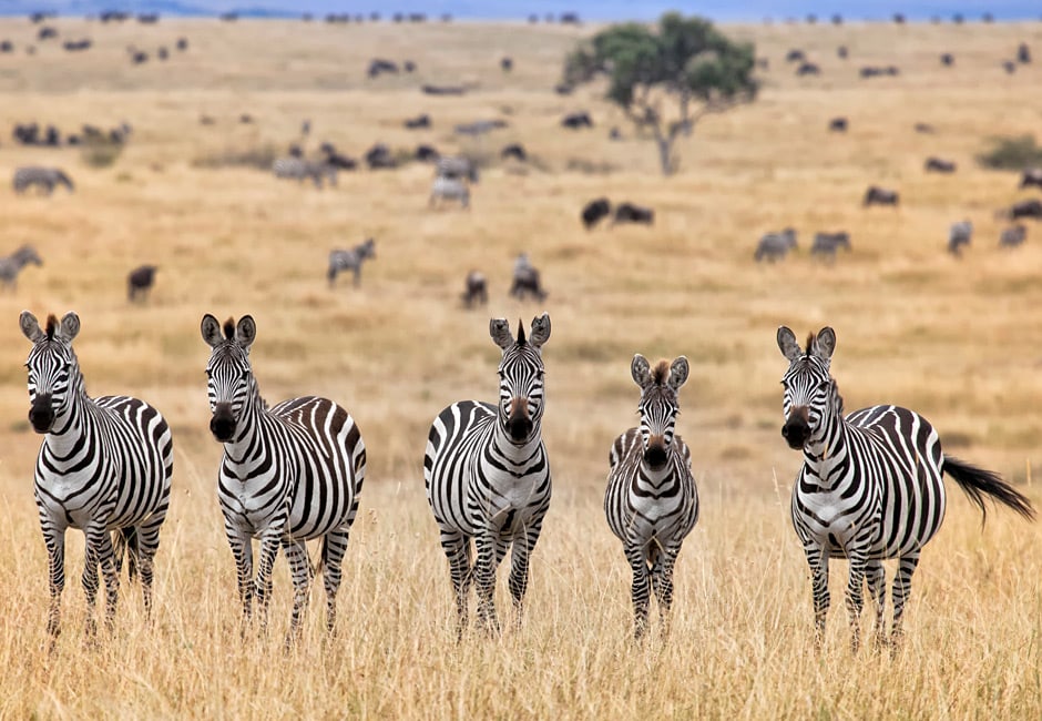 Masai Mara Safari Kenia