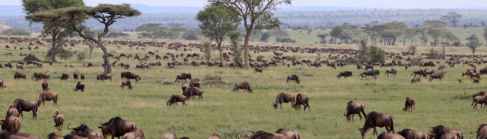 Die Great Migration auf Serengeti Masai Mara Ngorongoro Safari in Tansania und Kenia