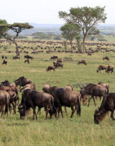 Die Great Migration auf Serengeti Masai Mara Ngorongoro Safari in Tansania und Kenia