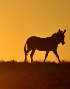 Mietwagenreise Namibia