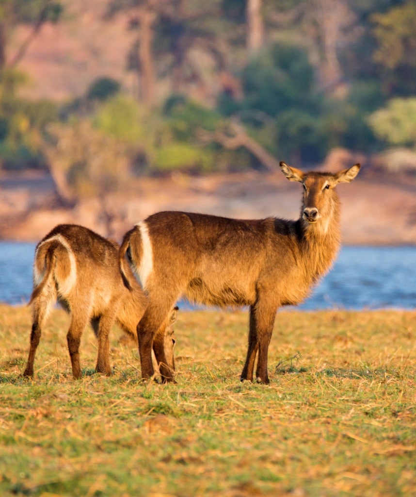 Gruppenreisen in Botswana Highlight Moremi Game Reserve