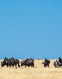 Namibia und Viktoriafälle