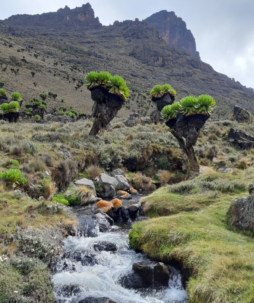 Mount Kenia Besteigung beliebte Routen Naro Moru Route