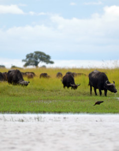 Rundreise Namibia Botswana Victoria Falls