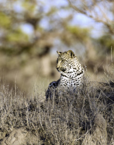 Rundreise Simbabwe Botswana