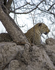 Rundreise Südafrika Botswana Simbabwe Game Trail
