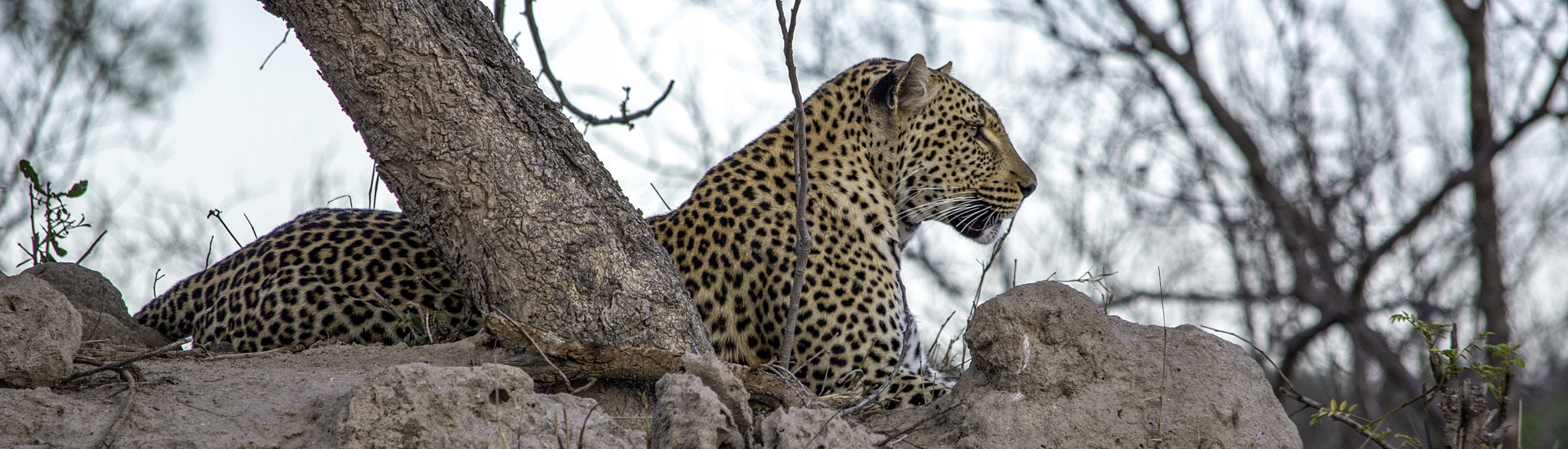 Rundreise Südafrika Botswana Simbabwe Game Trail