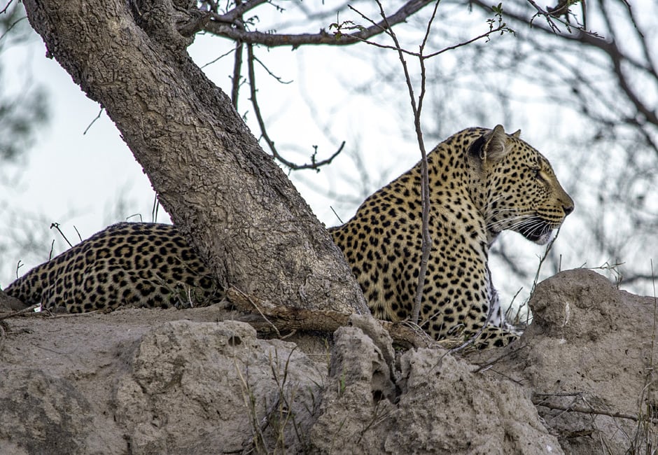 Rundreise Südafrika Botswana Simbabwe Game Trail