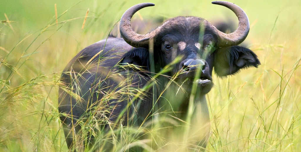 Safaris in Uganda