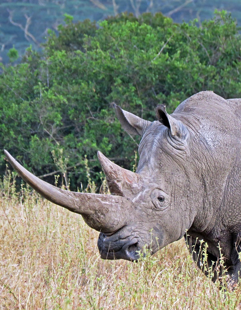 Safaris Kenia