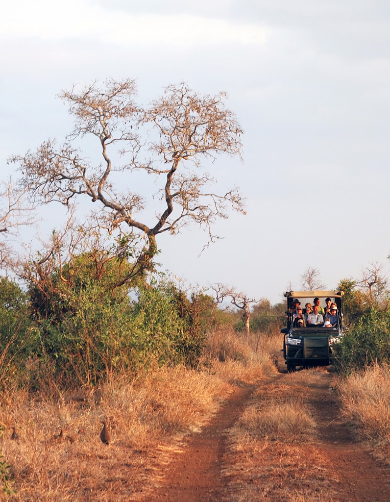 Safaris Südafrika