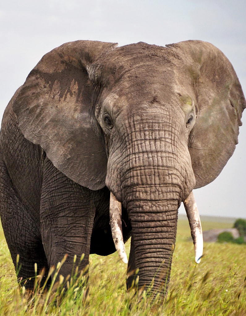 Safaris Tansania