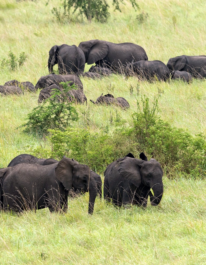 Safaris Uganda