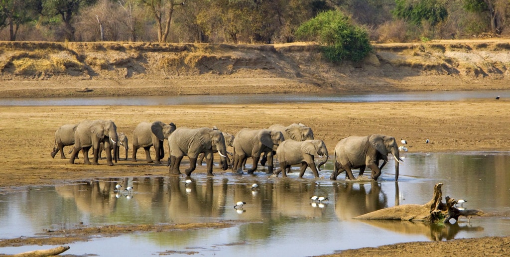 Gruppenreisen in Sambia Elefantenherde