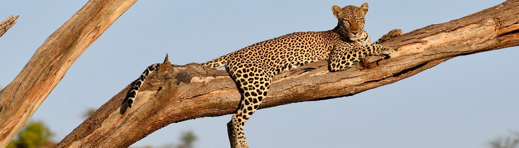 Samburu Safari Kenia