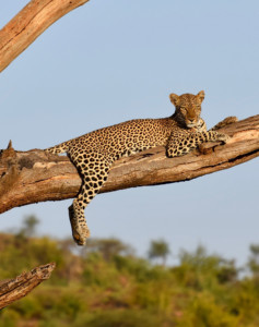 Samburu Safari Kenia