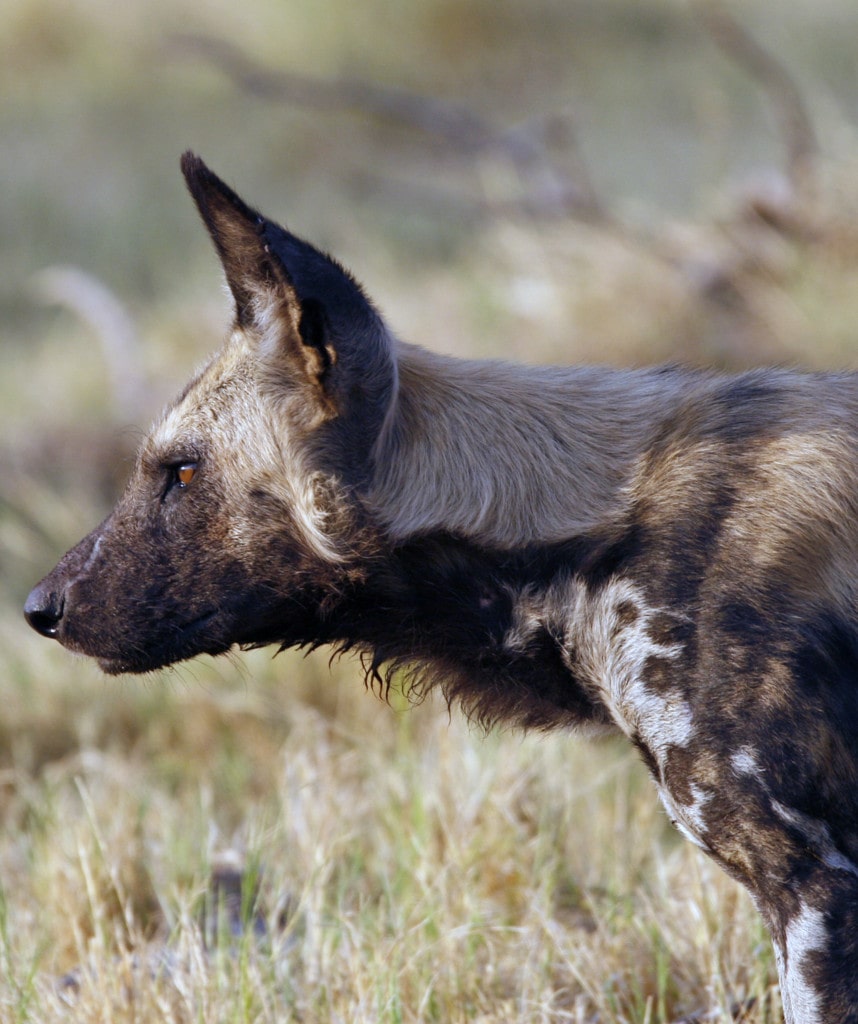 Gruppenreisen in Botswana Highlight Savuti Region