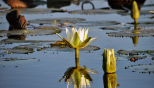 Selbstfahrer Reiseziele Botswana