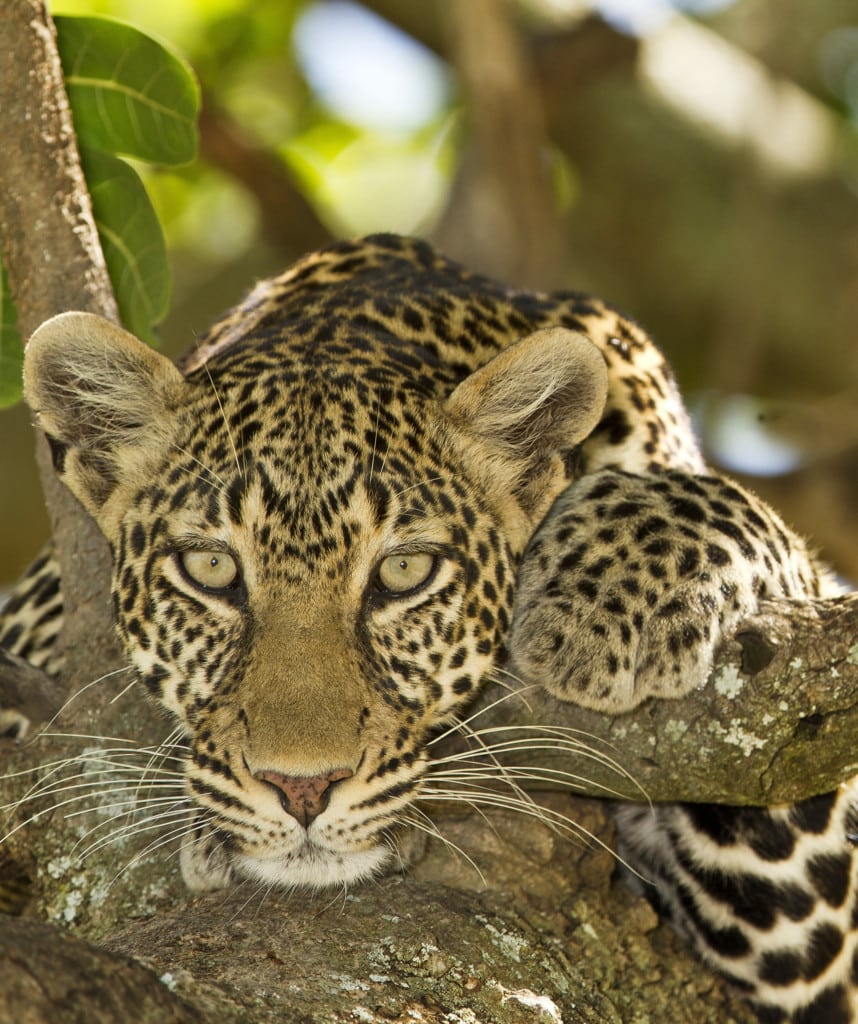 Gruppenreisen in Sambia Highlight South Luangwa Nationalpark