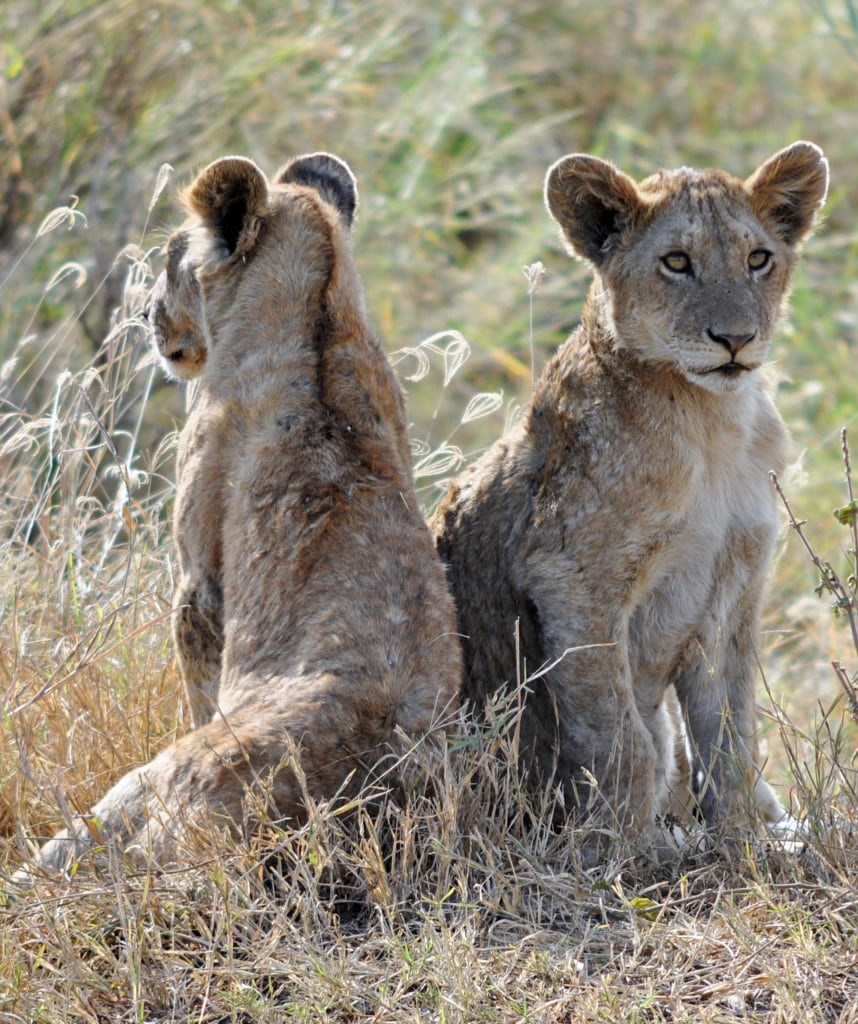 South Luangwa Sambia Reisen Highlights