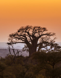 Südafrikas Norden Rundreise