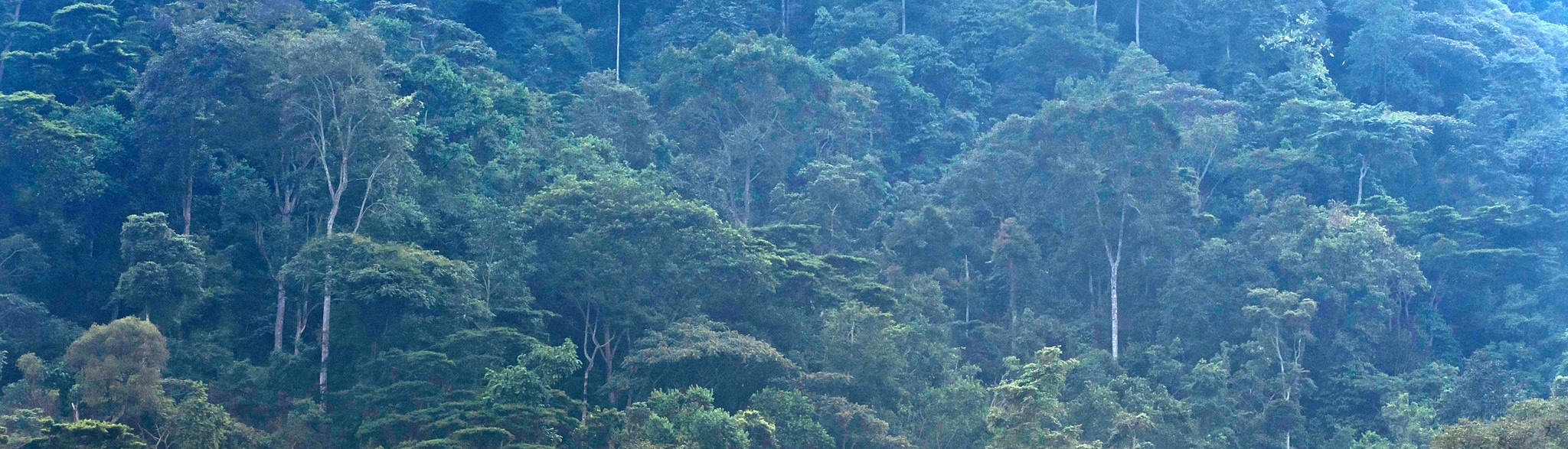 Bergregenwald Uganda private Safari